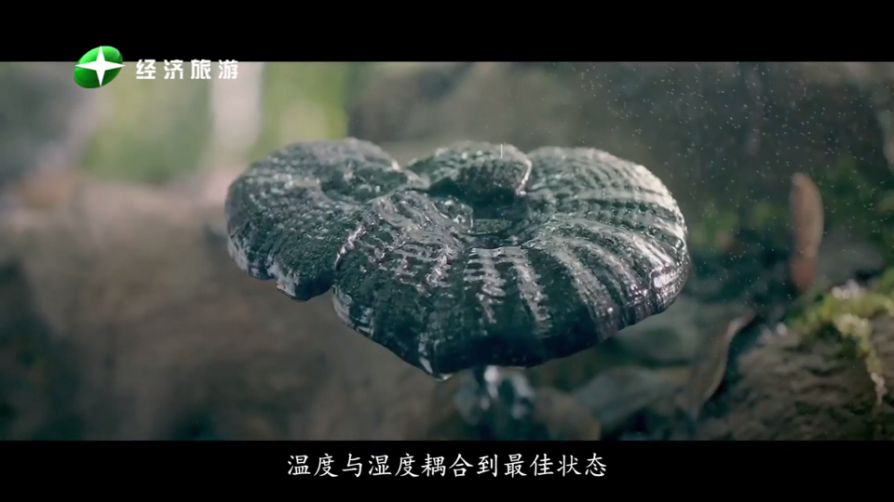 随风电视app截图1