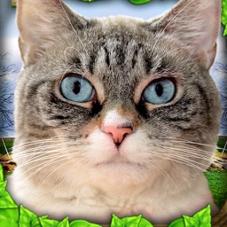 可爱猫咪世界安卓版