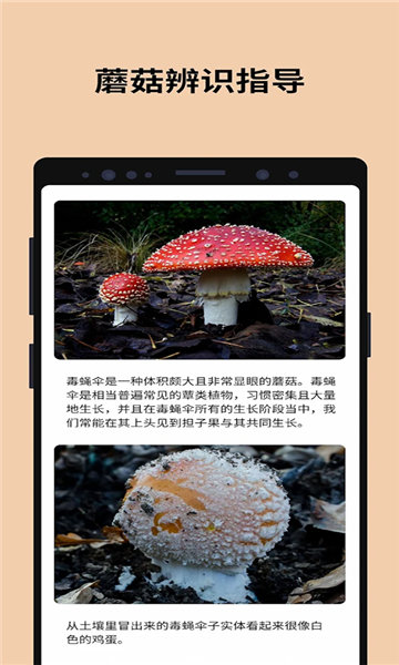 Picture Mushroom软件图1