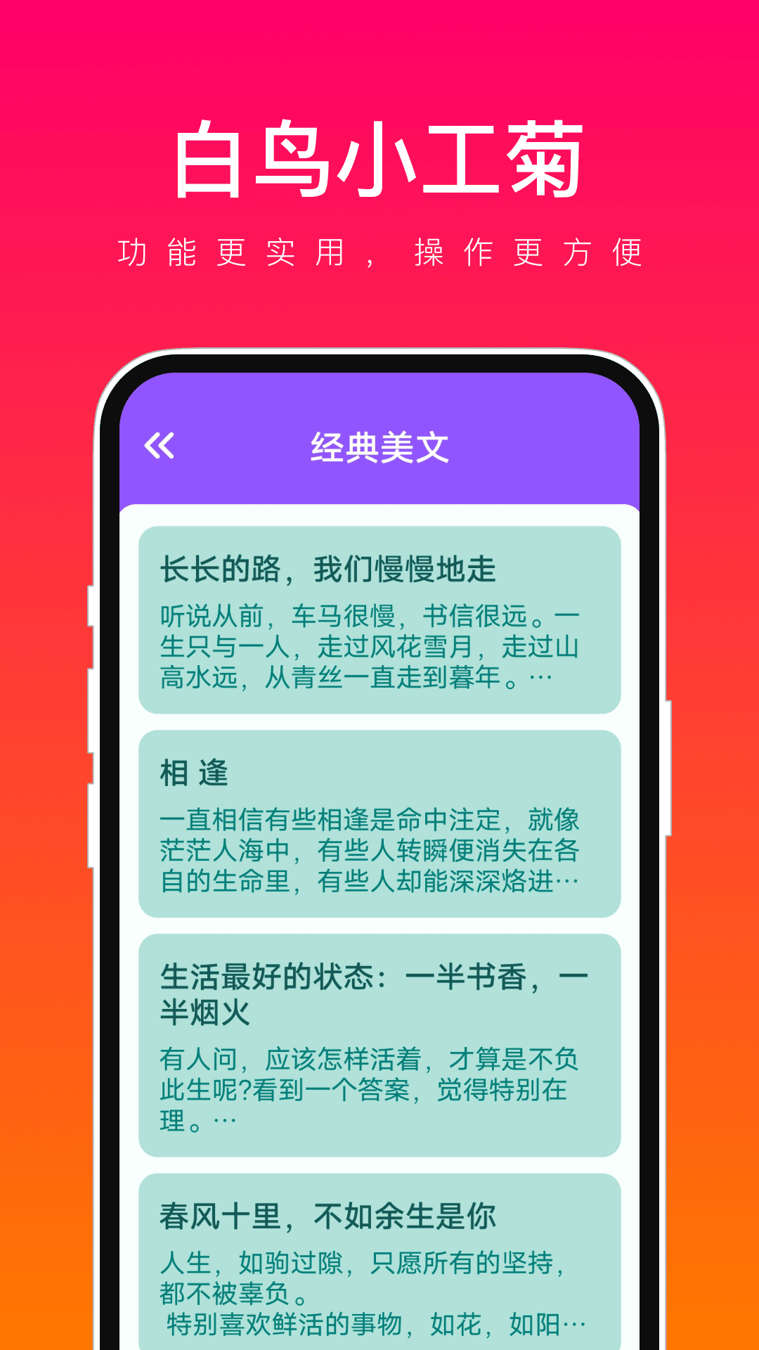 白鸟小工菊图1