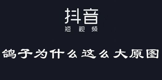 抖音鸽子为什么这么大原图介绍