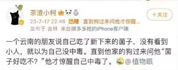 云南人：这种菇烫一下就能吃囧图细说怎么找樱花妹