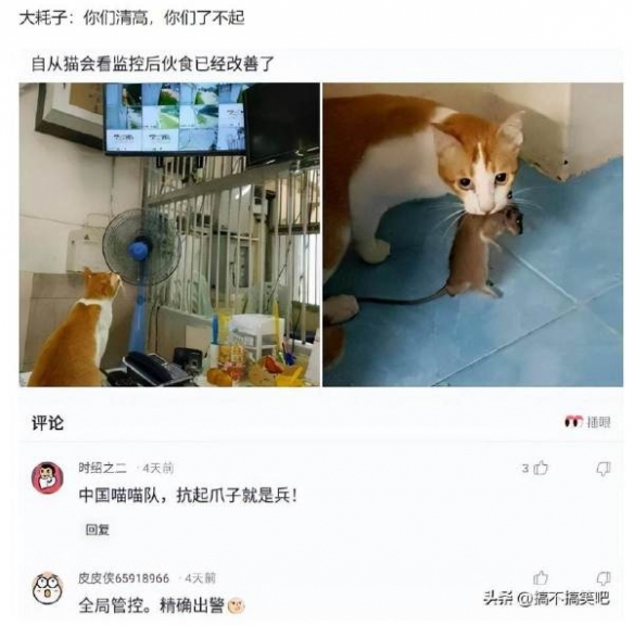 云南人：这种菇烫一下就能吃囧图细说怎么找樱花妹