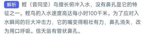 以下哪种海鸟没有鼻孔,方便俯冲入水捕食