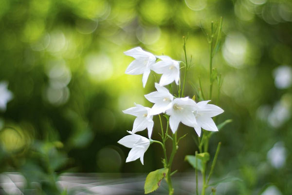 吉梗花不同颜色的花语，不同颜色的吉梗花有什么象征