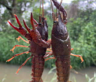 夏季钓龙虾的朋友圈文案钓虾的乐趣说说