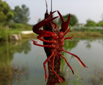 夏季钓龙虾的朋友圈文案钓虾的乐趣说说