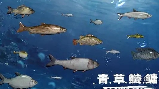 天天钓鱼水族馆收入计算方法