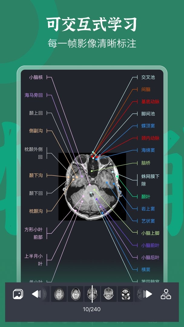 万康人体解剖图6