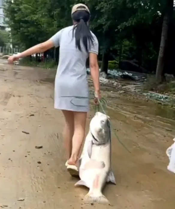 暴雨后女子捡到40斤重鱼专家：洪水泡过不建议食用