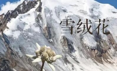 光遇雪绒花乐谱介绍