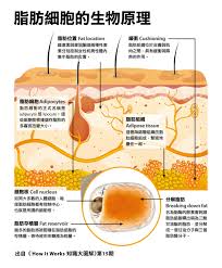 纽仕康脂肪燃烧弹：效果真的那么神奇吗