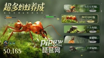 小小蚁国十大最值得养的蚂蚁特化蚁排行榜一览