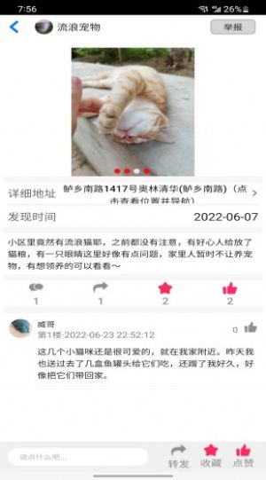 流浪宠物图3