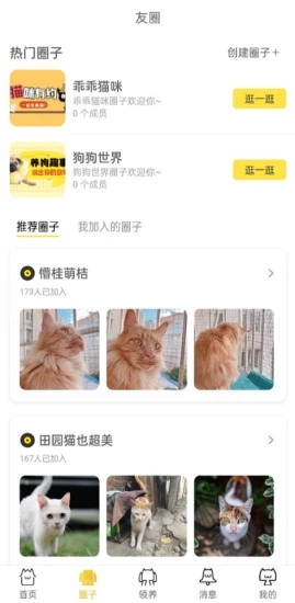 种猫家图1