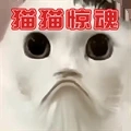猫猫惊魂夜游戏