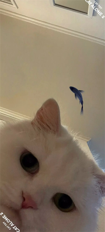 猫屿孤航2游戏图2