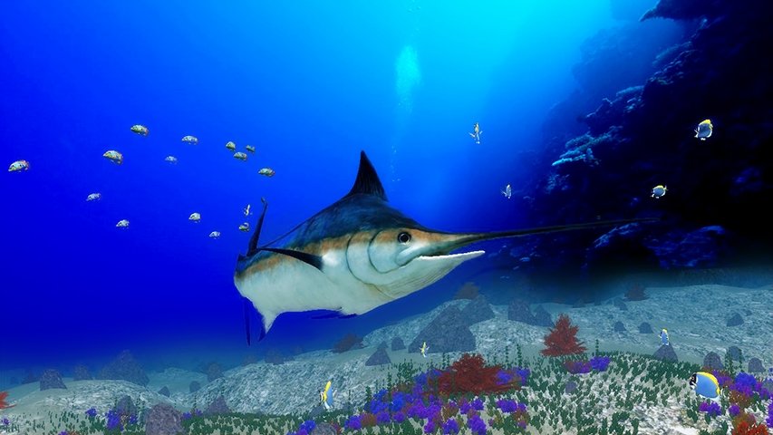 The Blue Marlin图3