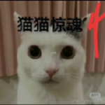 猫咪惊魂4动态