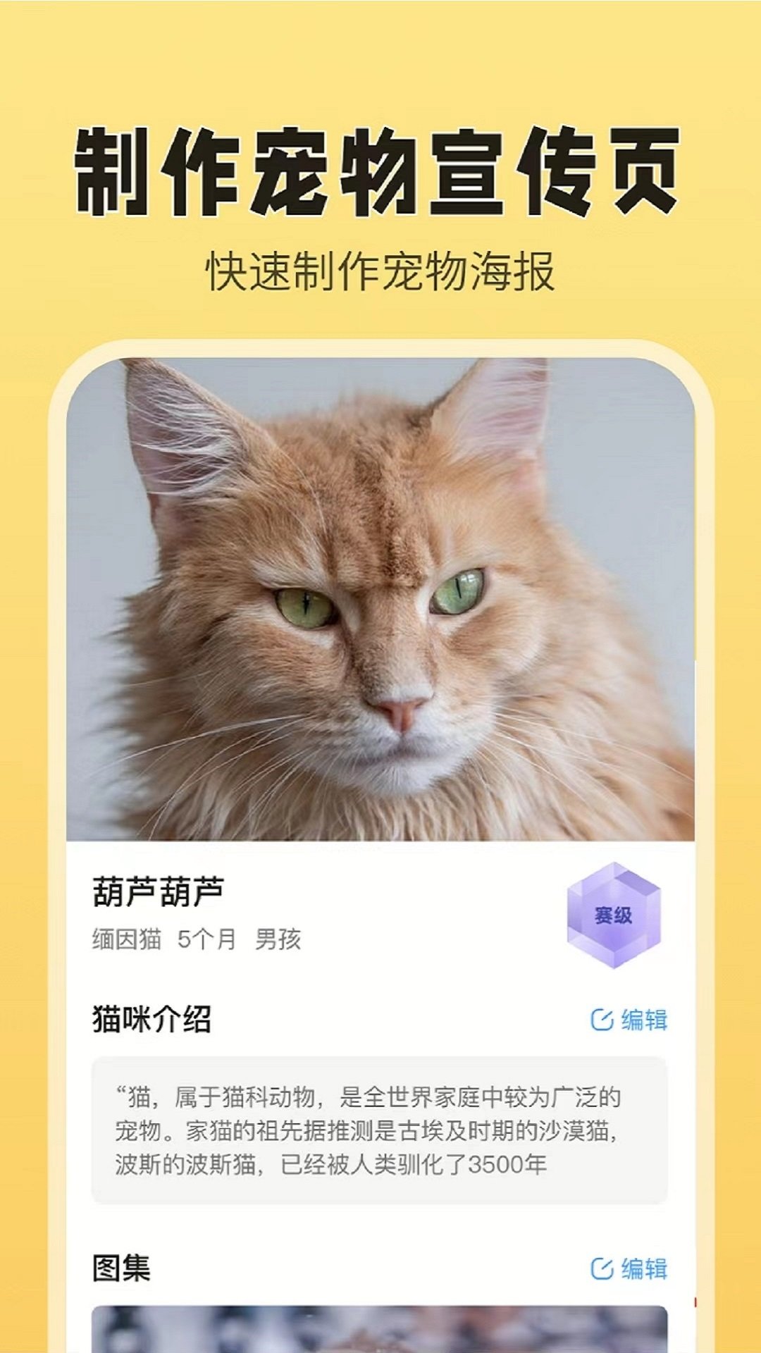 猫老板图2