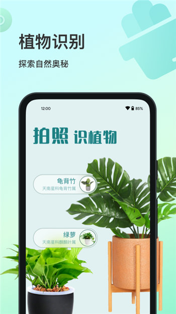 花卉识别大全图3