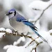 Blue Jay Wallpapers软件