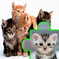 猫猫拼图Cats Jigsaw