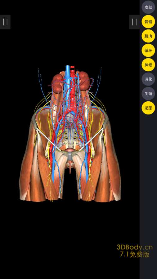 3dbody解剖免费版图3