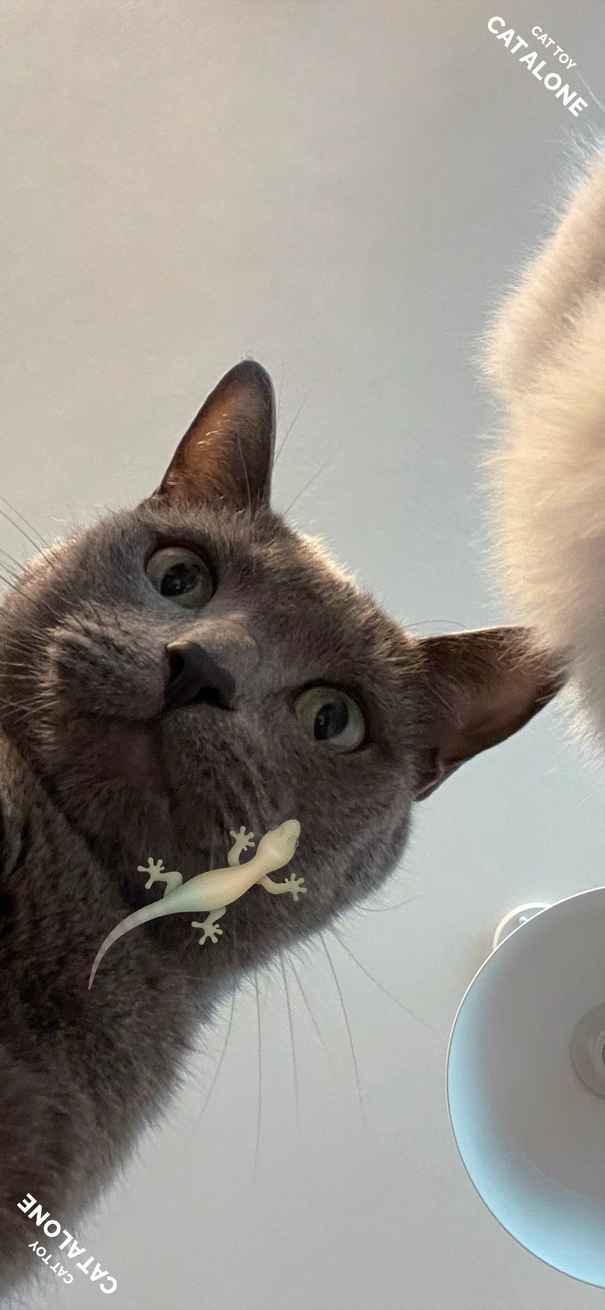 猫玩具CAT ALONE