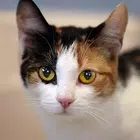 会说话的印花布猫Talking Calico Cat