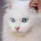 会说话的缅甸猫Talking Burmese Cat