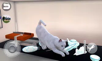 会说话的缅甸猫Talking Burmese Cat