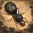 小小蚁国国际服(The Ants)