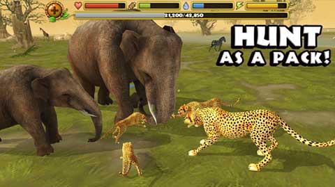 猎豹模拟器(Cheetah Sim)