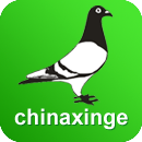 中国信鸽信息网官网版