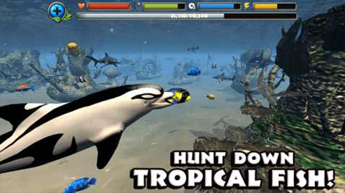 Dolphin Sim