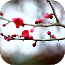 梅花易数笔记app
