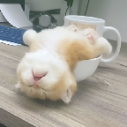 奶瓶视频