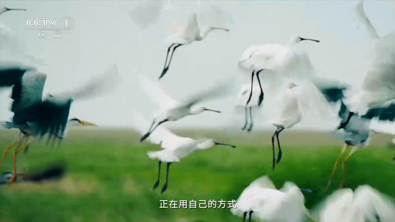 赛雷tv最新版