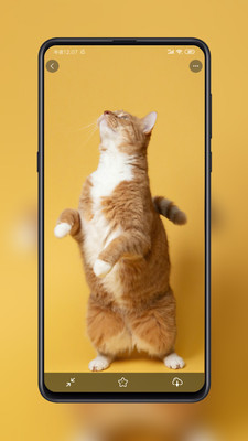 纸塘壁纸app截图2