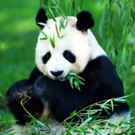 动物拼图游戏