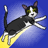 24只猫