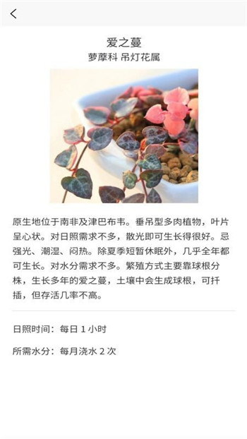 嘟嘟多肉植物鉴图2