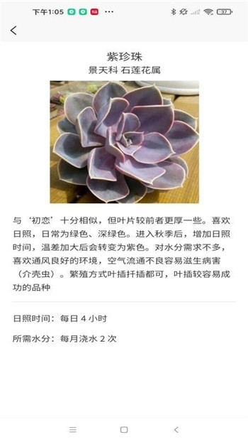 嘟嘟多肉植物鉴图3