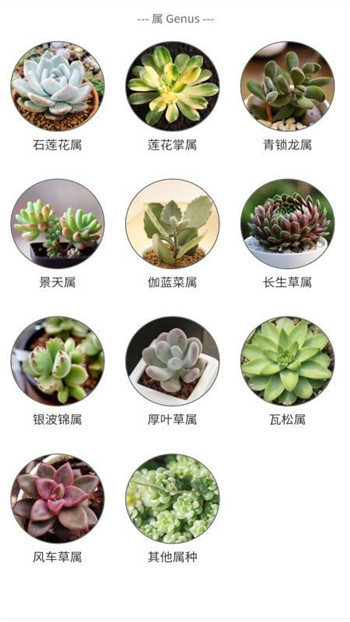 嘟嘟多肉植物鉴图1