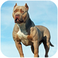 比特犬模拟器(Pitbull Dog Simulator)