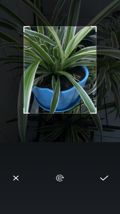 植物扫描辨识图1