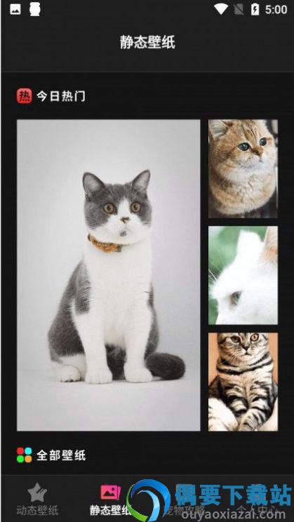 猫咪壁纸-0