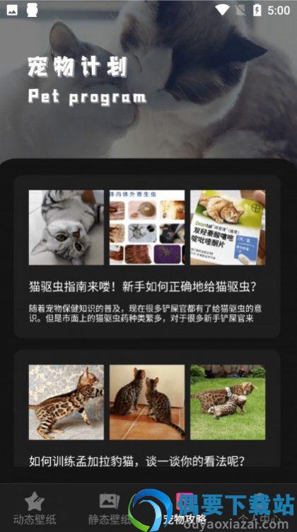 猫咪壁纸-2