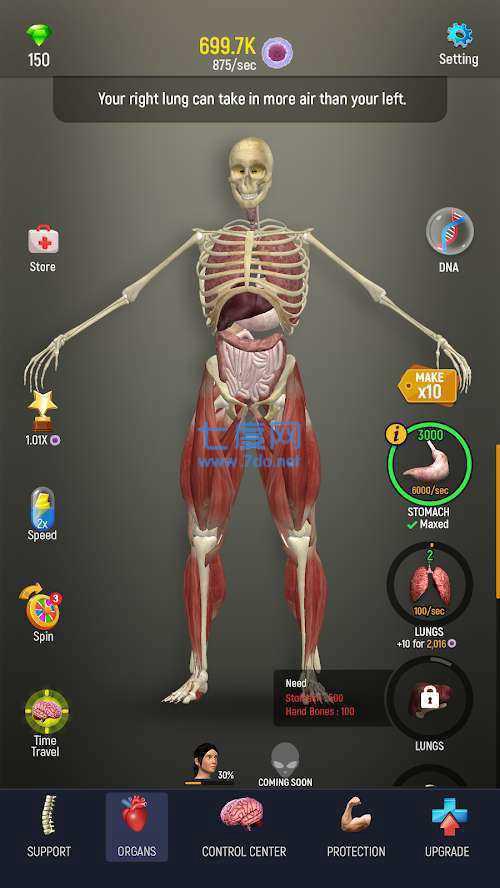 人体模型图2